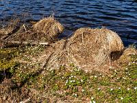 Buschwindröschen Teppich umgibt Trockengrasbüschel am Seeufer